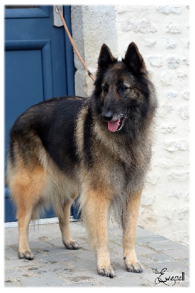 Bianca du souvenir d'Otonne